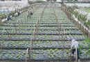 All’s well that ends well between strawberry farmers, DPWH